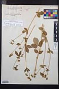 Drymocallis glandulosa var. reflexa image