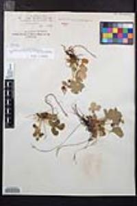 Fragaria vesca image