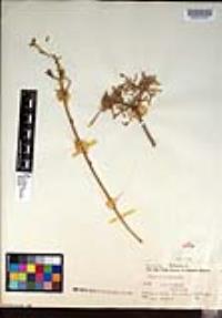Rhipsalis baccifera image