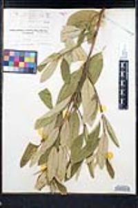 Frangula californica image