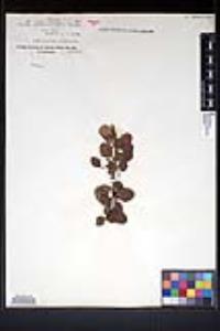 Cercocarpus minutiflorus image