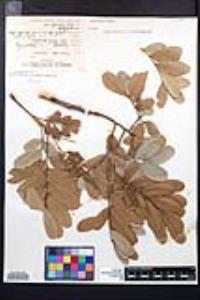 Cupania vernalis image