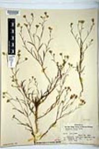 Malperia tenuis image