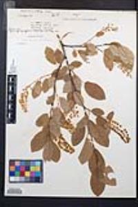 Prunus virginiana var. demissa image