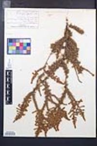 Adenostoma fasciculatum image