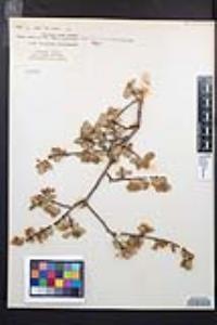 Amelanchier utahensis image