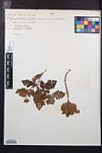 Chamaebatia foliolosa image