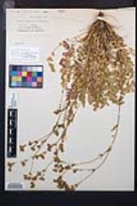 Horkelia cuneata image