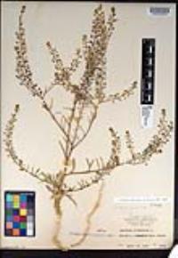 Lepidium virginicum subsp. menziesii image