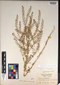 Lepidium virginicum image