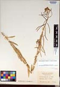 Boechera californica image