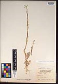 Caulanthus lasiophyllus image