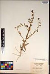 Caulanthus coulteri image