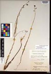 Caulanthus heterophyllus var. heterophyllus image
