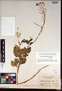 Cardamine californica image