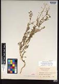 Descurainia pinnata subsp. halictorum image