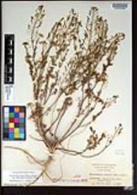 Descurainia pinnata subsp. halictorum image