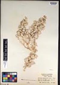 Atriplex hymenelytra image