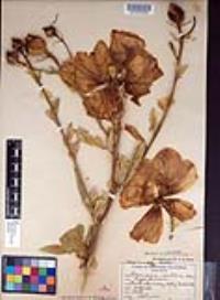 Romneya coulteri image