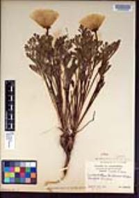 Eschscholzia californica image