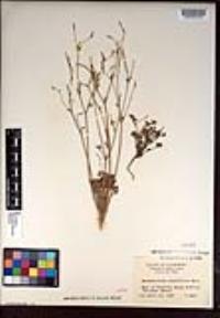 Eschscholzia minutiflora image