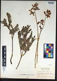 Dicentra formosa image