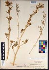 Ehrendorferia chrysantha image