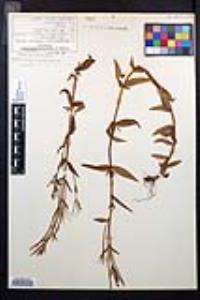 Epilobium ciliatum subsp. watsonii image