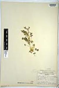 Nemophila menziesii image