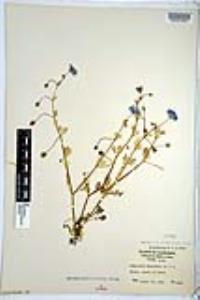 Nemophila menziesii image