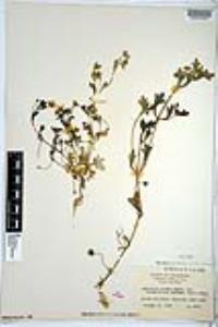 Nemophila menziesii image