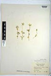 Nemophila menziesii image