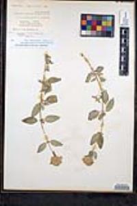 Monardella odoratissima subsp. pallida image