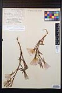 Oenothera elata subsp. hookeri image