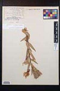 Oenothera elata image