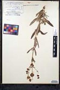 Salvia mellifera image