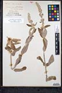 Stachys albens image