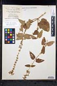 Stachys bullata image