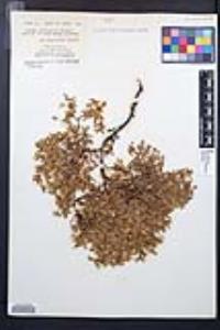 Larrea tridentata image