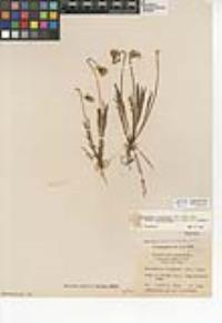 Microseris douglasii subsp. platycarpha image