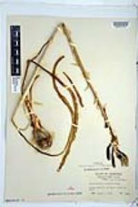 Hesperocallis undulata image