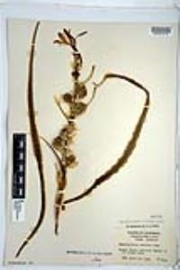 Hesperocallis undulata image