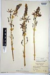 Camassia leichtlinii image