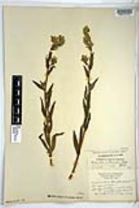 Amsinckia intermedia image