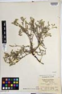 Johnstonella angustifolia image