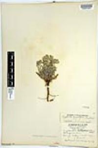 Johnstonella angustifolia image