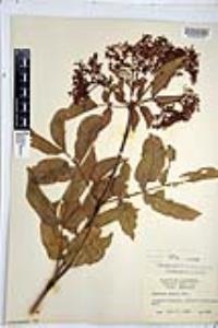 Sambucus cerulea image