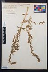 Epilobium densiflorum image