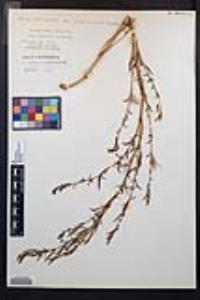 Epilobium brachycarpum image