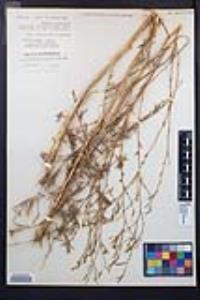 Epilobium brachycarpum image